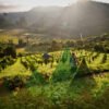 Thailand Mountain Trail Hikking Trails, Trekking Trips, & Running Tours Thailand Header S212