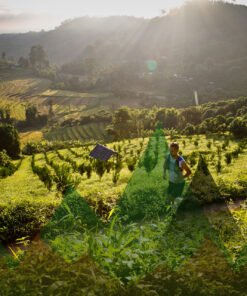 Thailand Mountain Trail Hikking Trails, Trekking Trips, & Running Tours Thailand Header S212